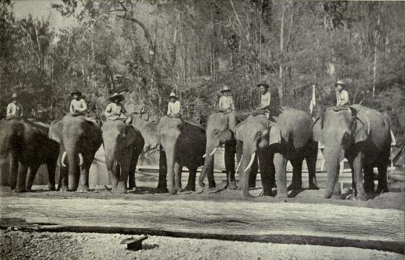 Timber Elephants by Maxwell Baird