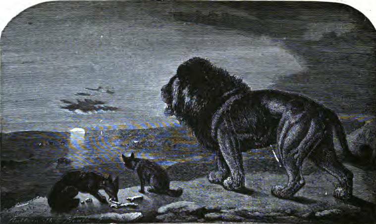 Lions illustration
