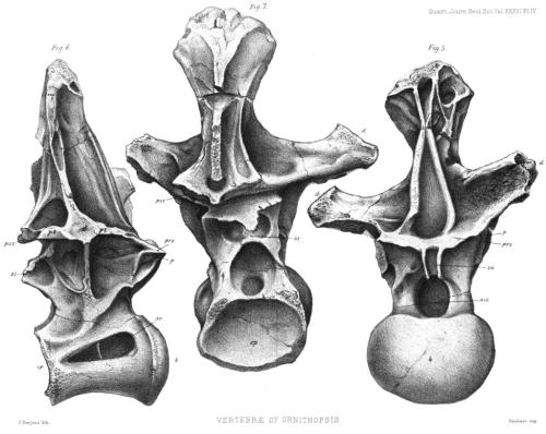 Hulke Ornithopsis 1880