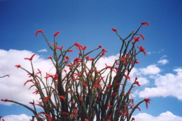 Ocotillo